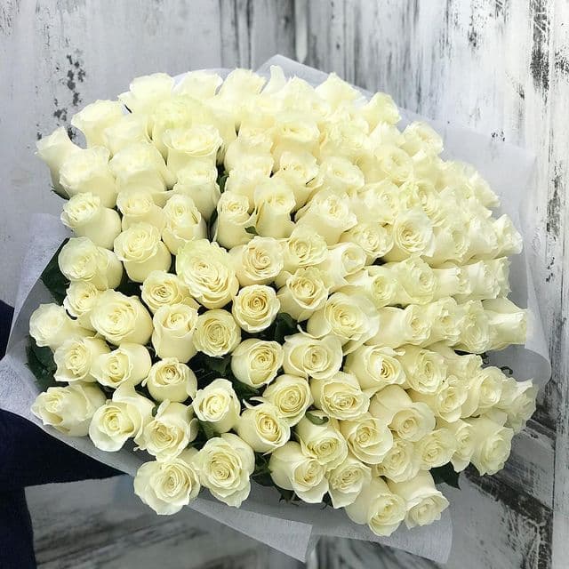 101 роза "Облако" — купить в Краснодаре