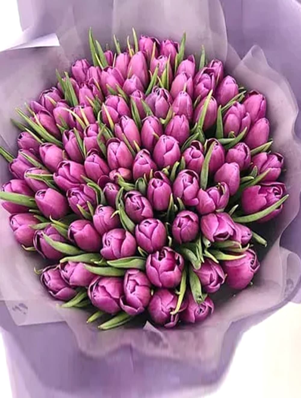 101 тюльпан "Liloo"