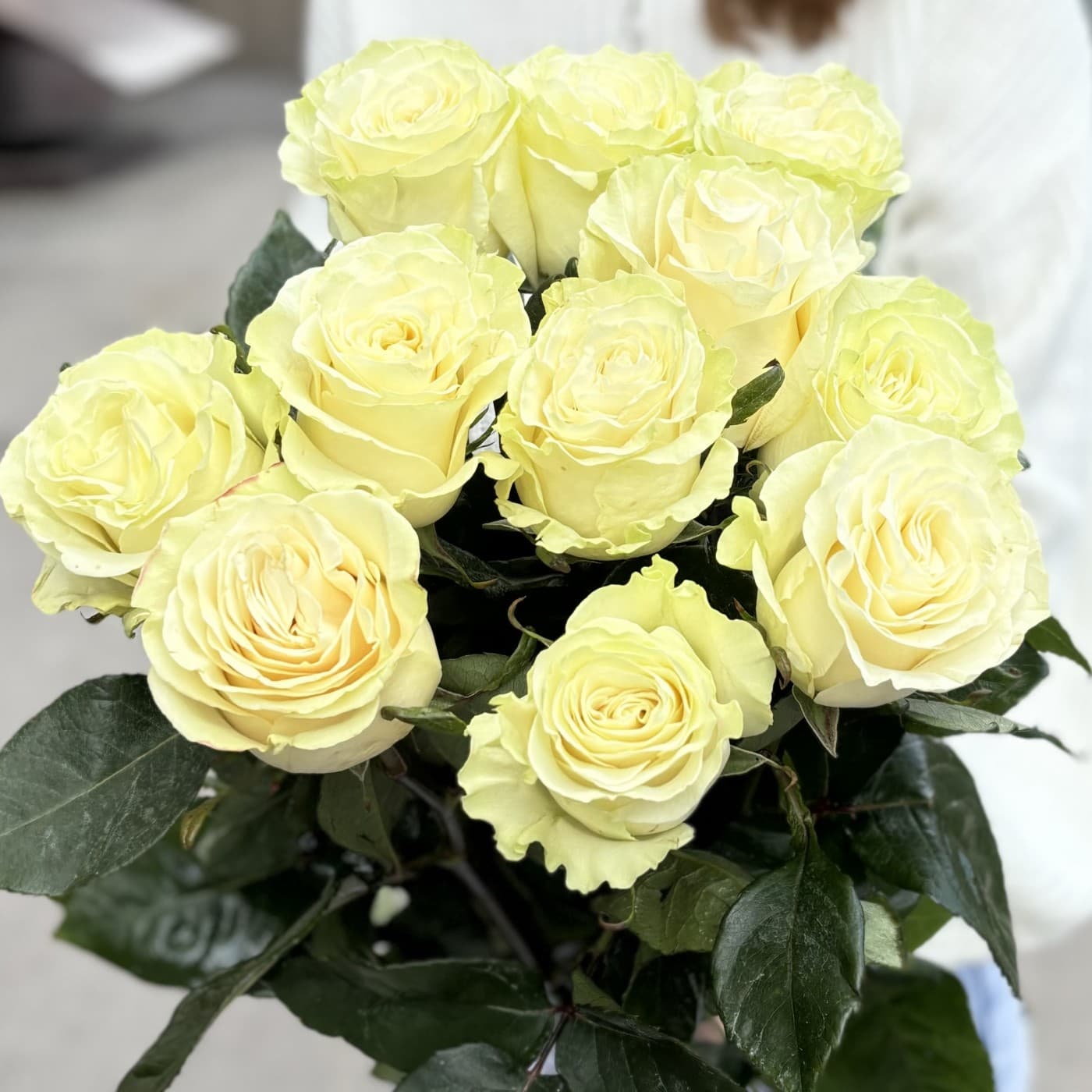 11 белых эквадорских роз 80 см — фото 1 — купить в Сочи