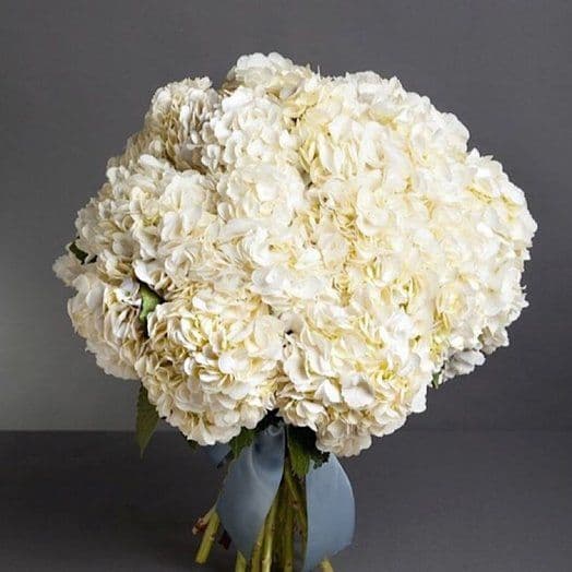11 белых гортензий — купить в Краснодаре
