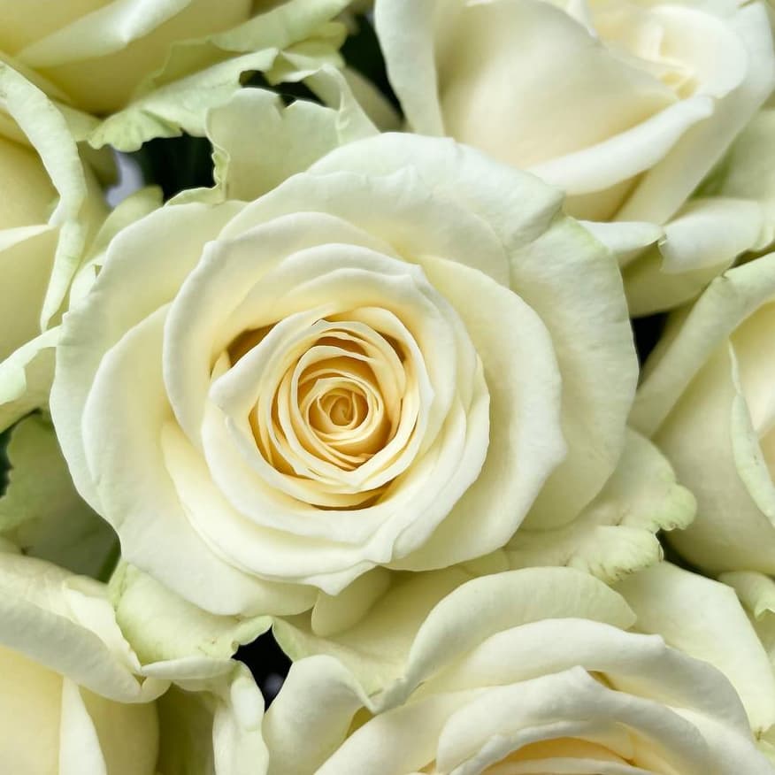 11 белых роз — фото 2 — купить в Волгограде — фото 2