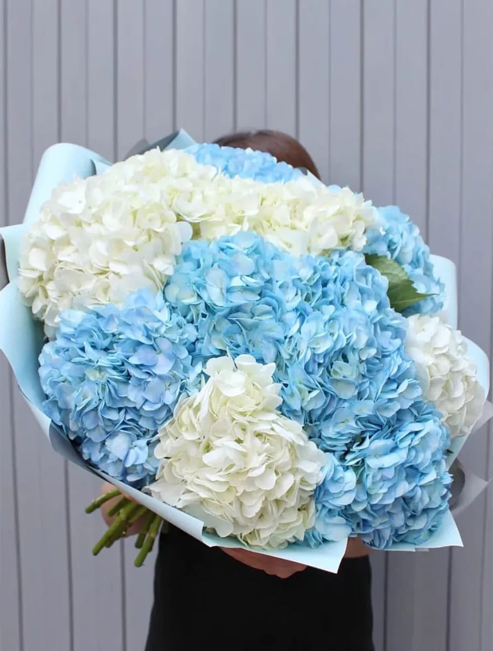 11 гортензий (цвет на выбор) — купить в Краснодаре