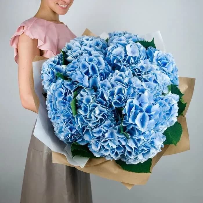 11  гортензий (цвет на выбор)