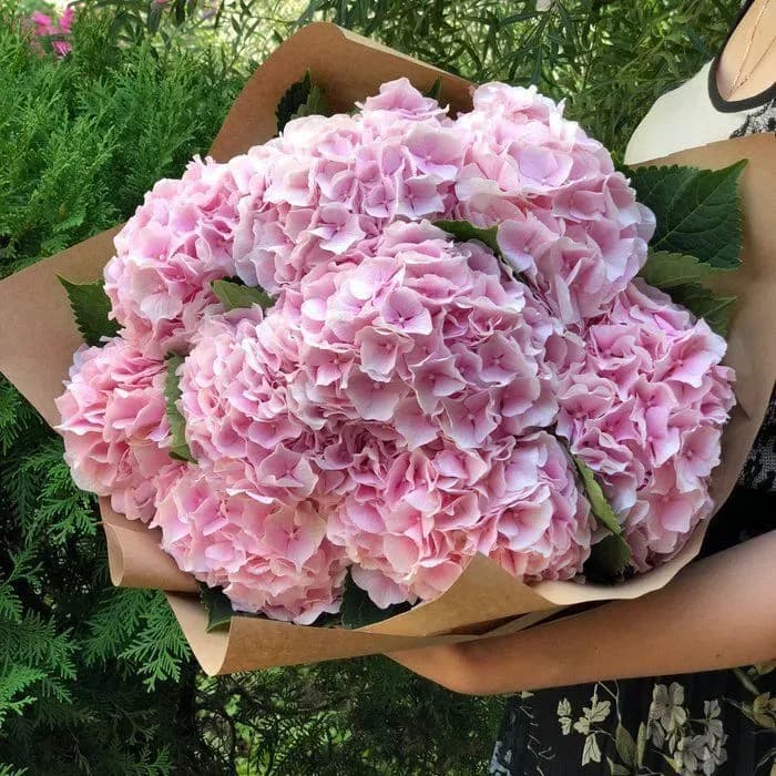 11 розовых гортензий в крафте — купить в Волгограде