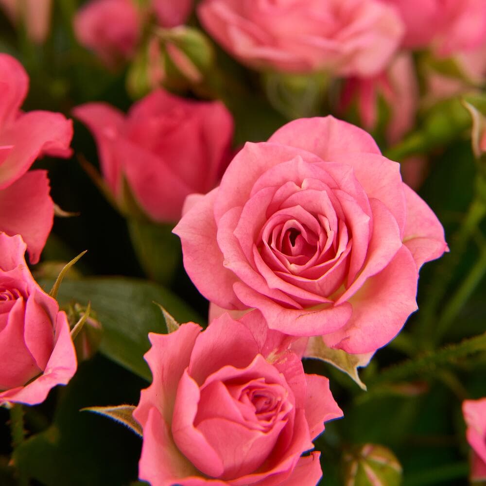 11 розовых кустовых роз — фото 3 — купить в Сочи — фото 3