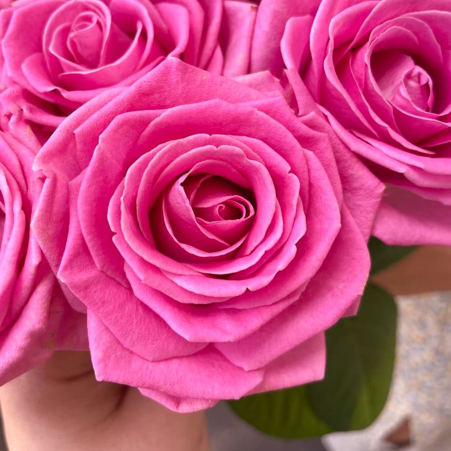 11 розовых роз — фото 2 — купить в Краснодаре — фото 2