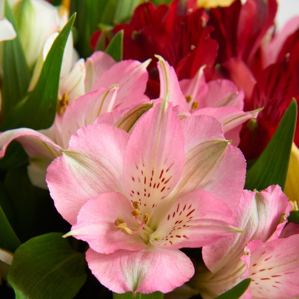 15 альстромерий — фото 2 — купить в Краснодаре — фото 2