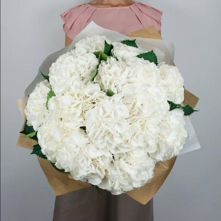 15 белых гортензий — купить в Краснодаре