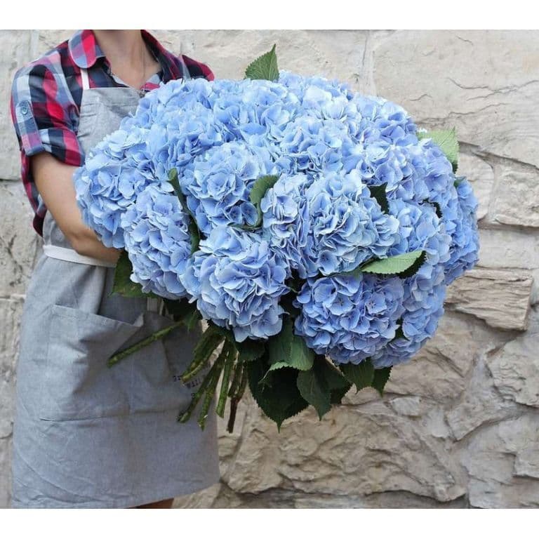 15 голубых гортензий — купить в Краснодаре
