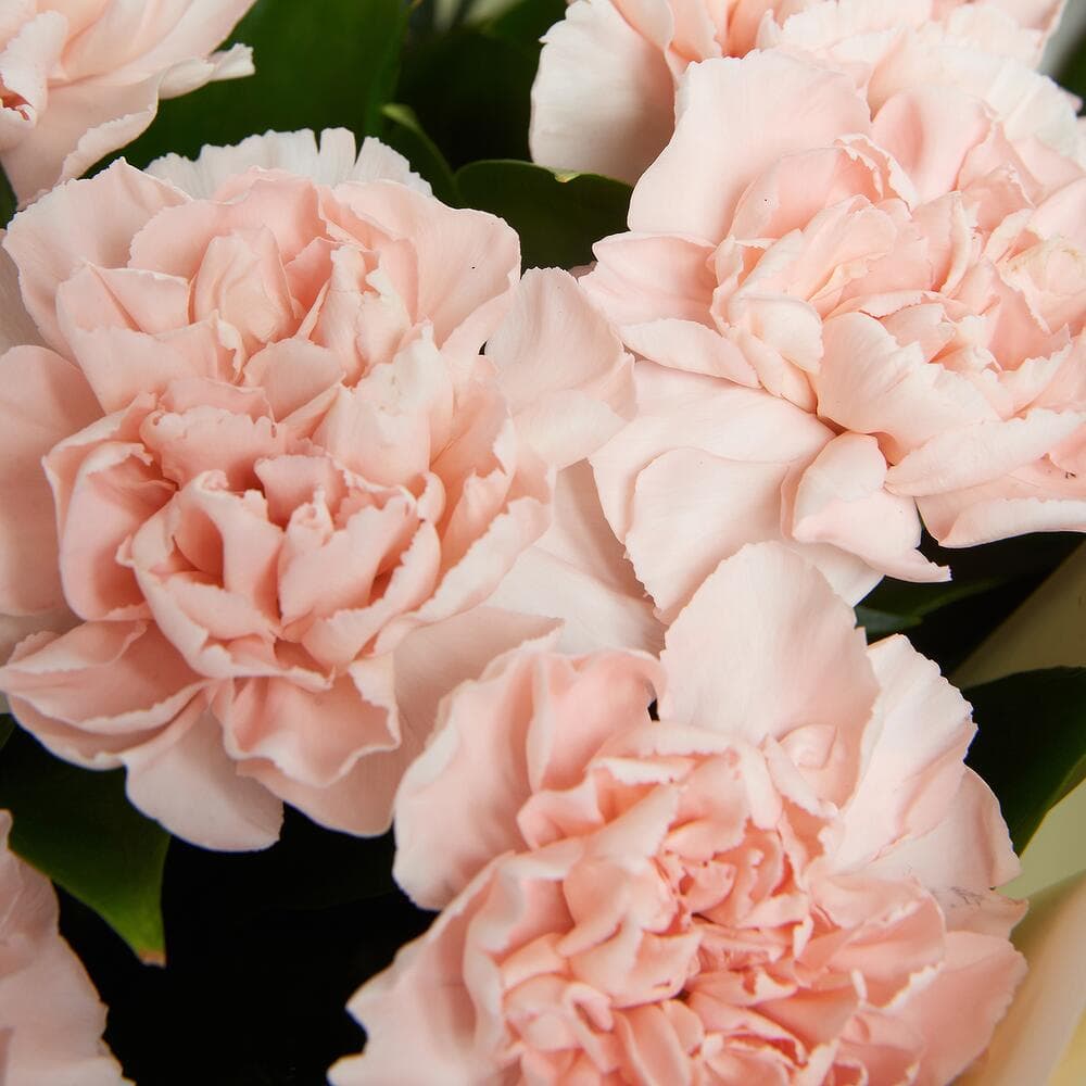 15 кремовых диантусов — фото 2 — купить в Сочи — фото 2