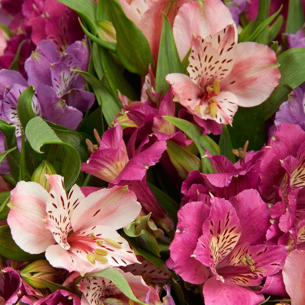 15 лиловых альстромерий — фото 3 — купить в Волгограде — фото 3