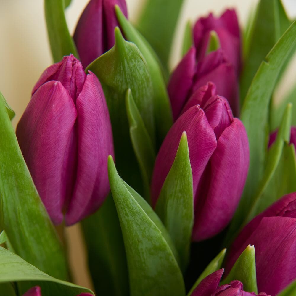 15 сиреневых тюльпанов — фото 3 — купить в Волгограде — фото 3