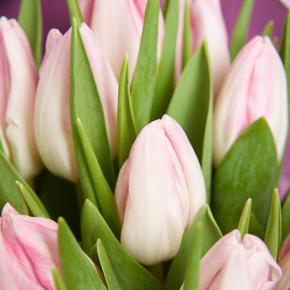 15 тюльпанов — фото 2 — купить в Краснодаре — фото 2