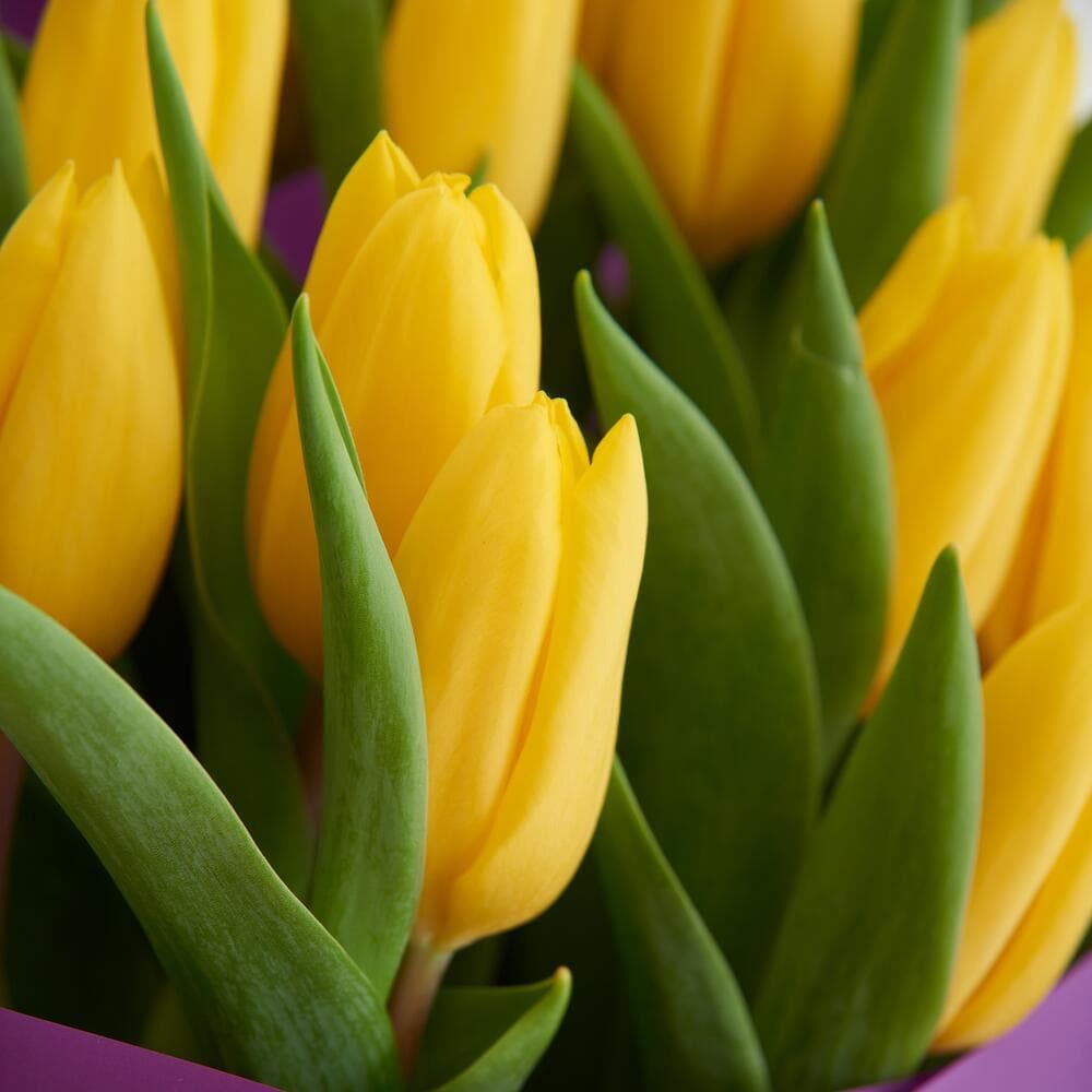 15 желтых тюльпанов — фото 4 — купить в Краснодаре — фото 4