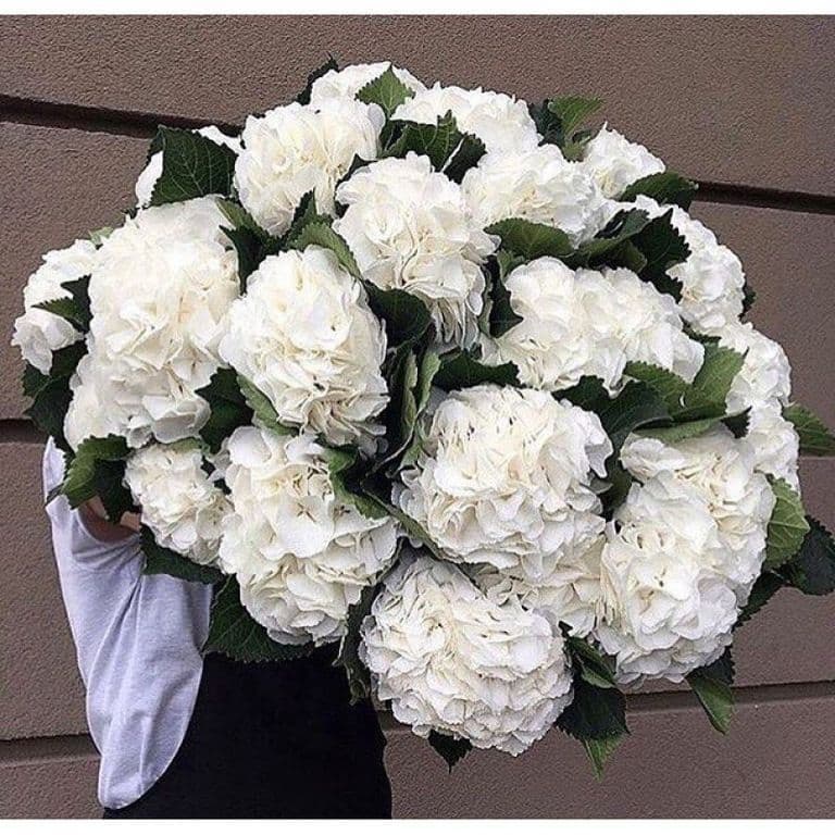 19 белых гортензий — купить в Краснодаре