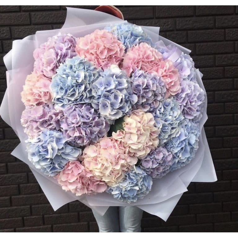 19 гортензий — купить в Краснодаре