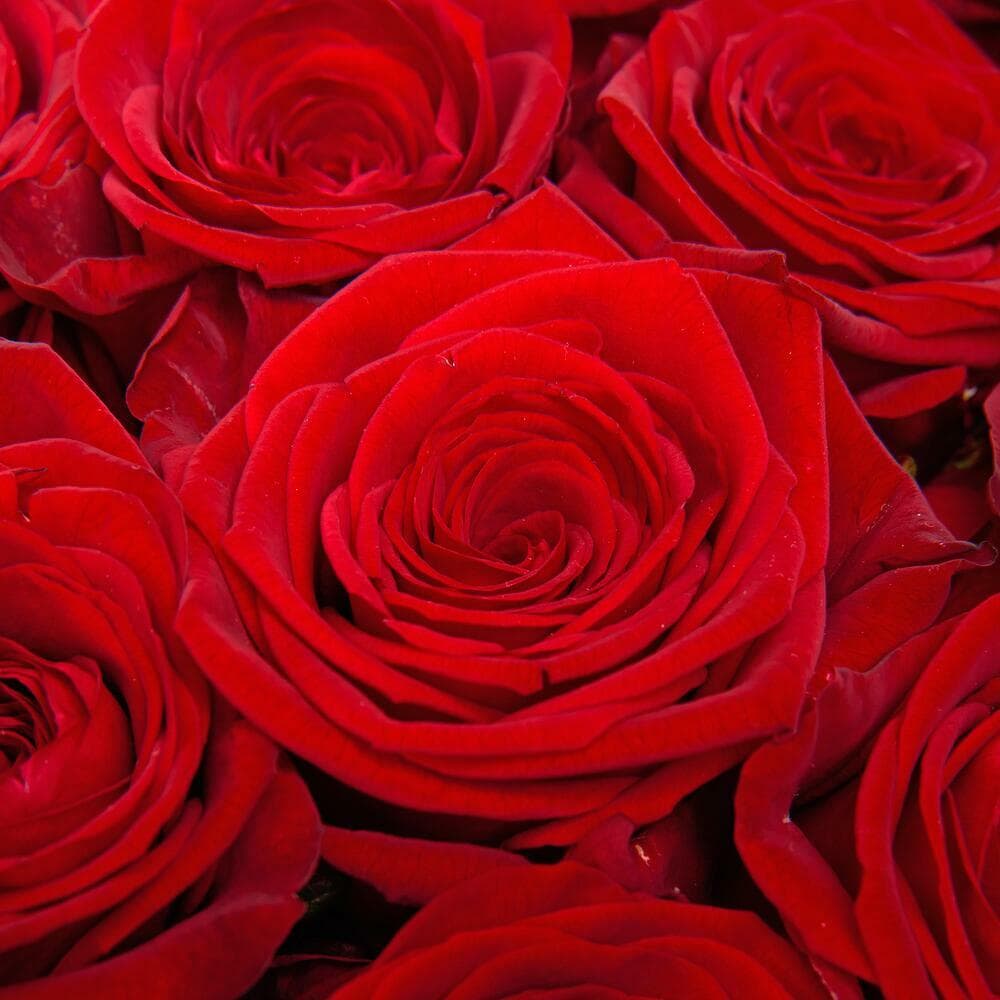 19 роз (цвет на выбор) — фото 3 — купить в Сочи — фото 3