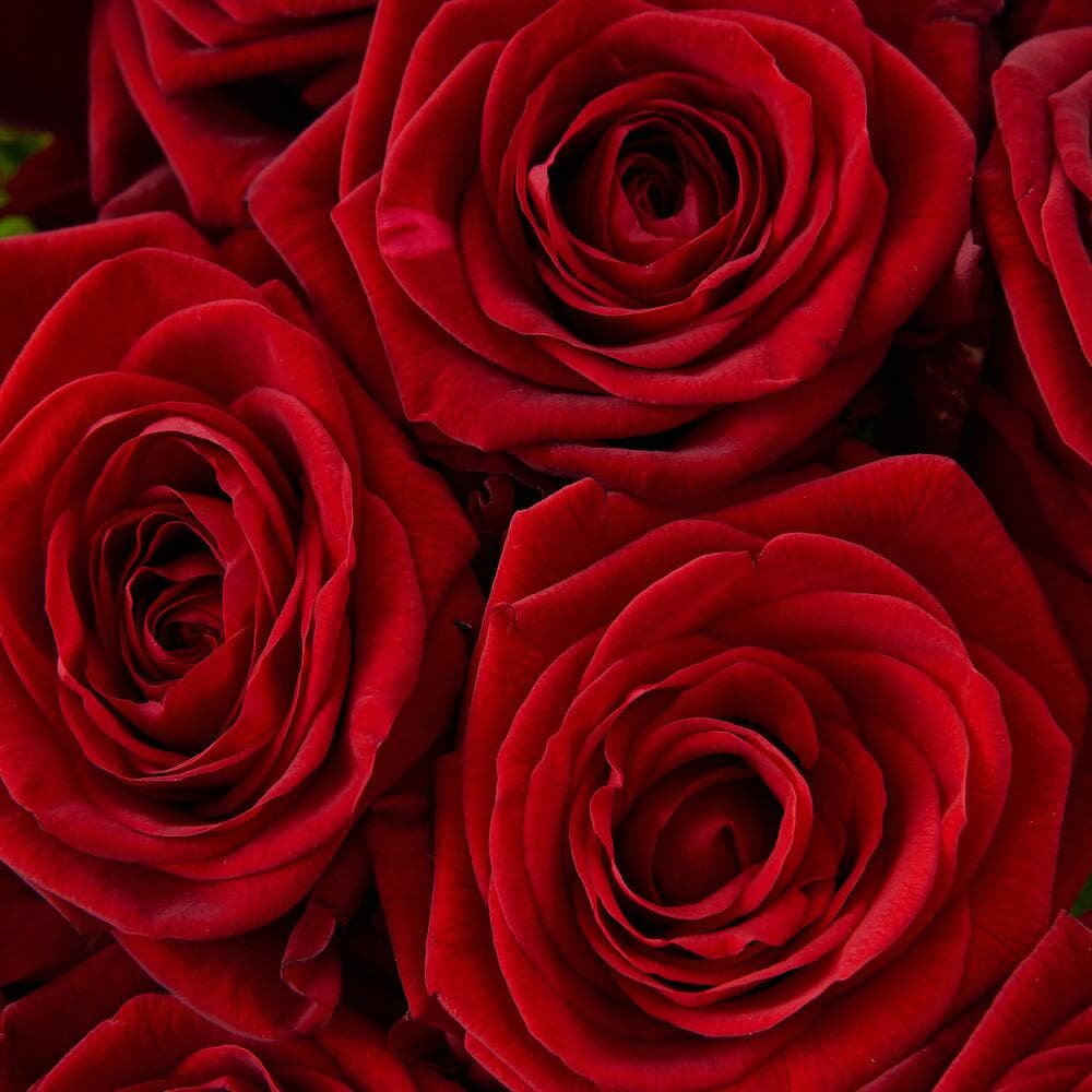 21 красная роза — фото 5 — купить в Сочи — фото 5