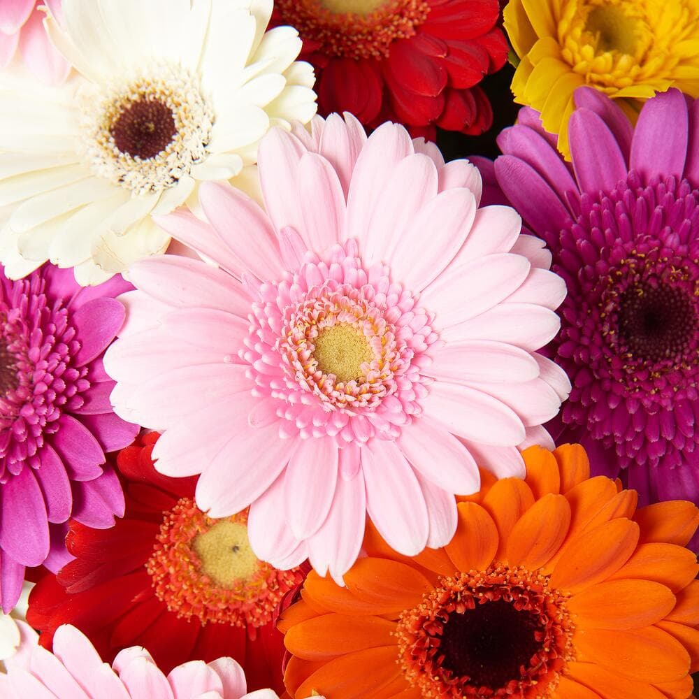 21 мини гербера — фото 2 — купить в Краснодаре — фото 2