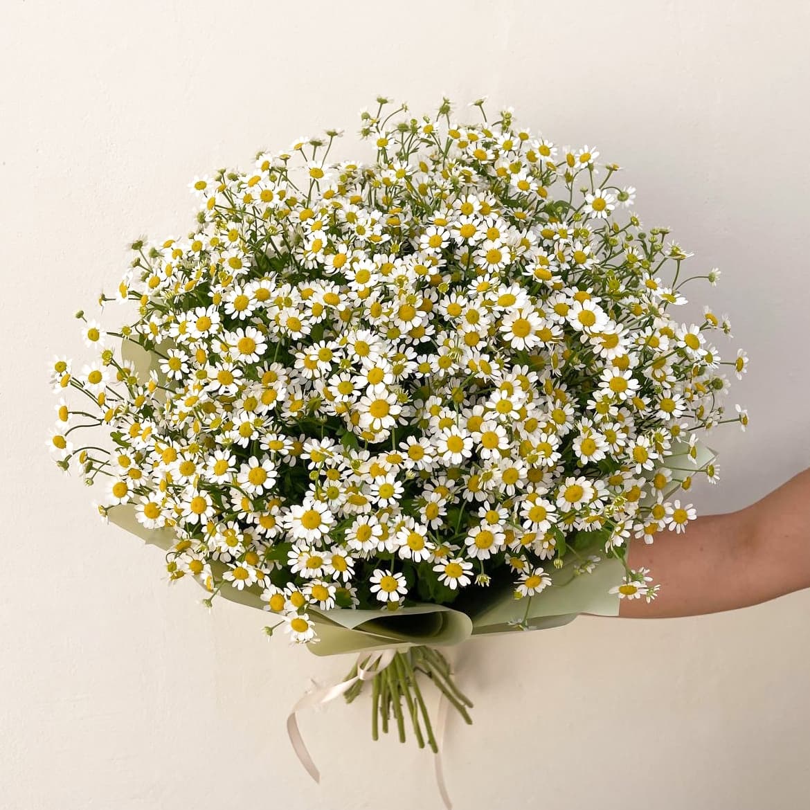 25 кустовых ромашек — фото 2 — купить в Волгограде — фото 2