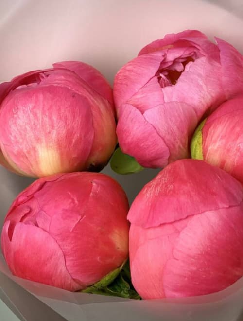 3 пиона (цвет на выбор) — фото 2 — купить в Сочи — фото 2