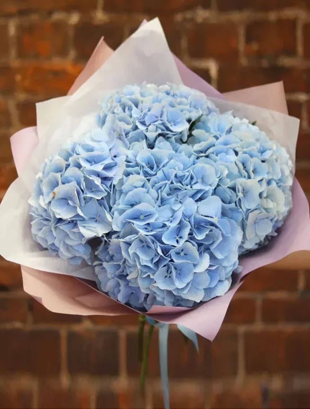 5 голубых гортензий — купить в Сочи