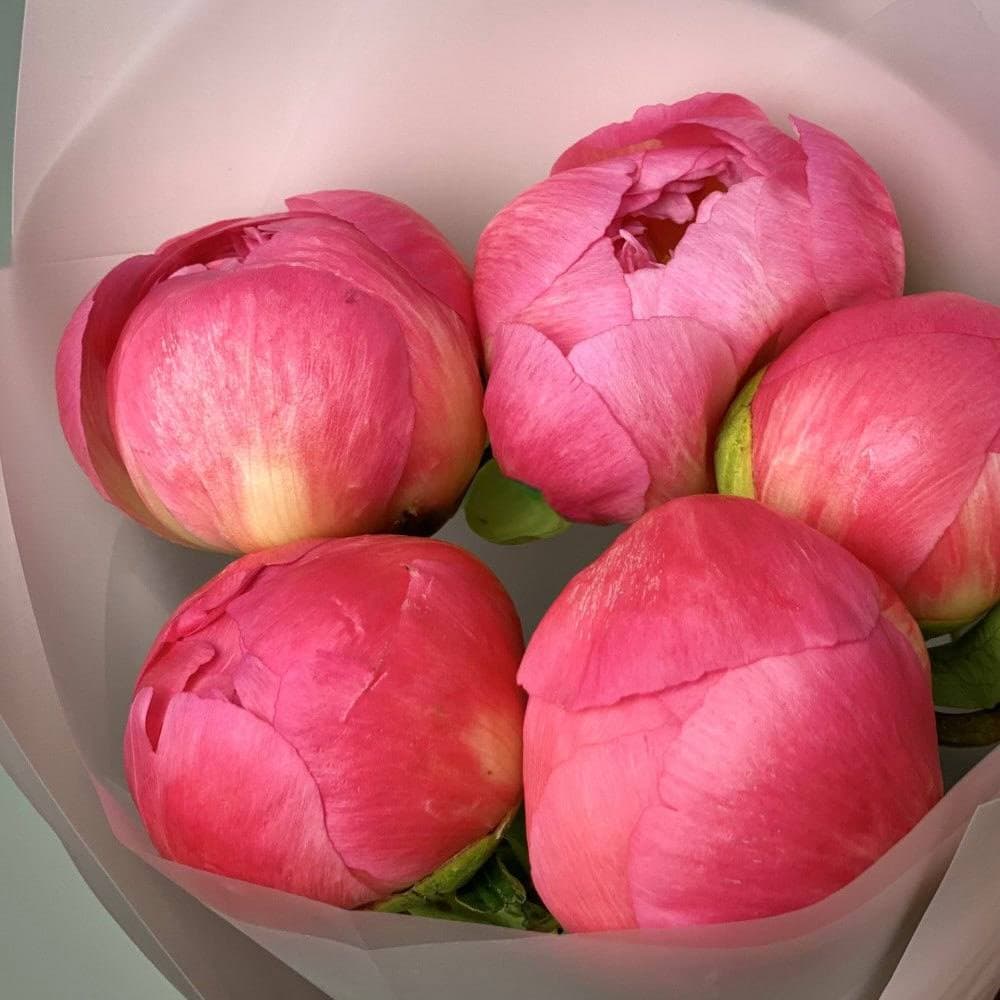 5 коралловых пионов — фото 3 — купить в Сочи — фото 3