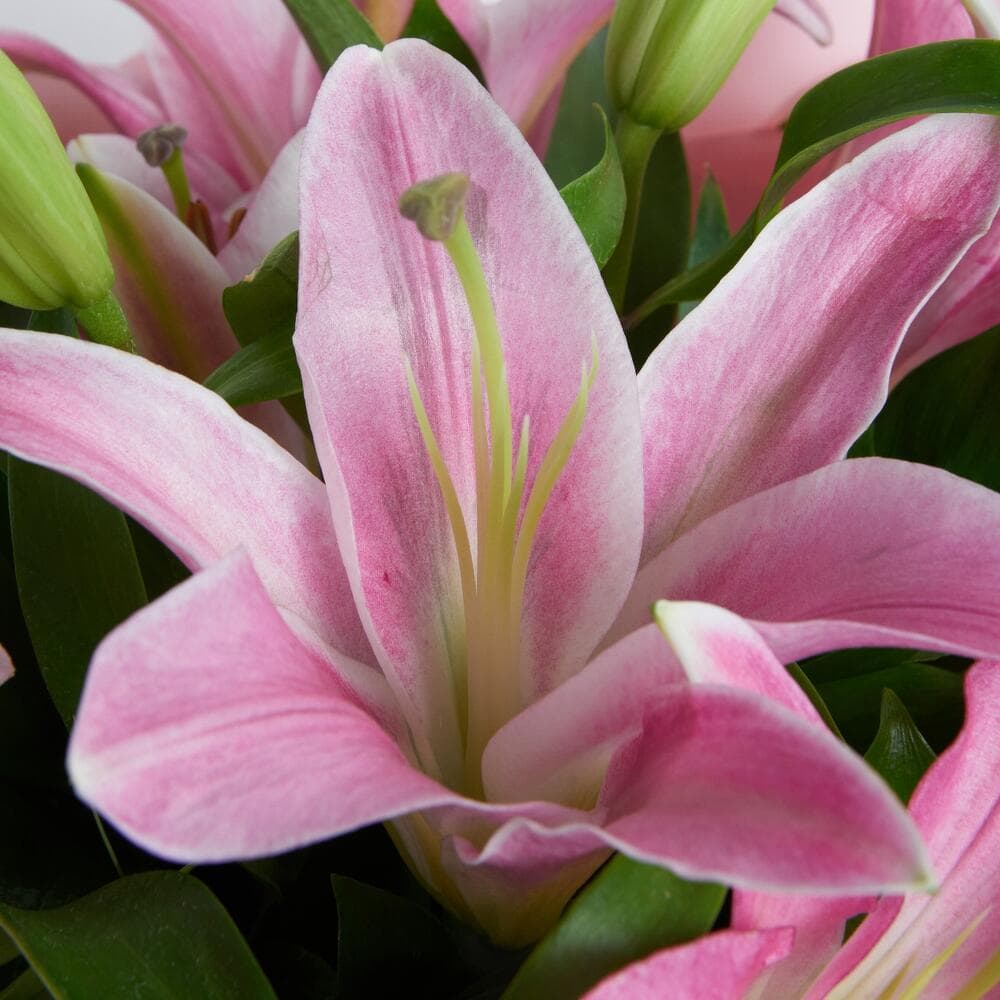 5 розовых лилий — фото 2 — купить в Волгограде — фото 2