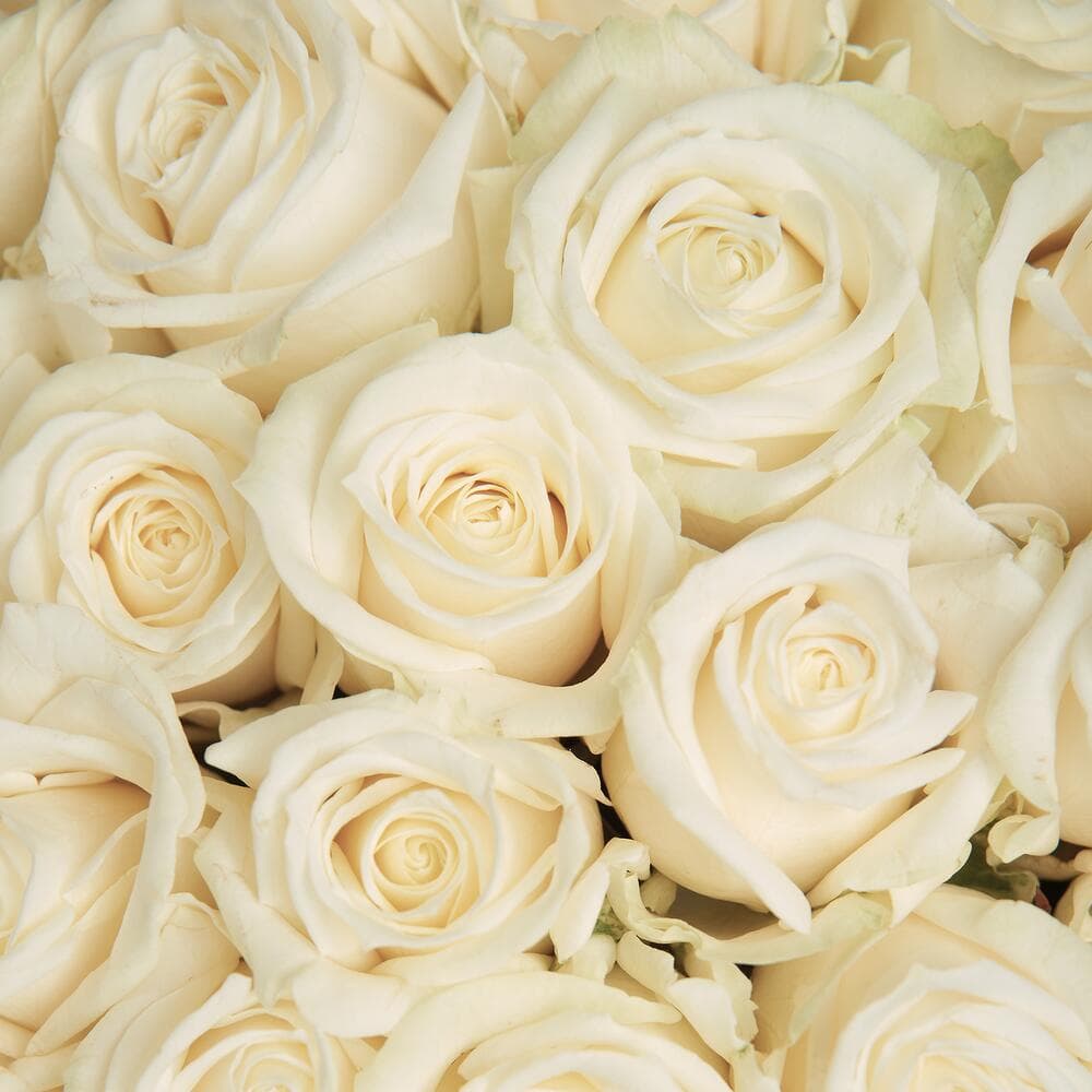 51 белая роза "Sky" — фото 2 — купить в Краснодаре — фото 2