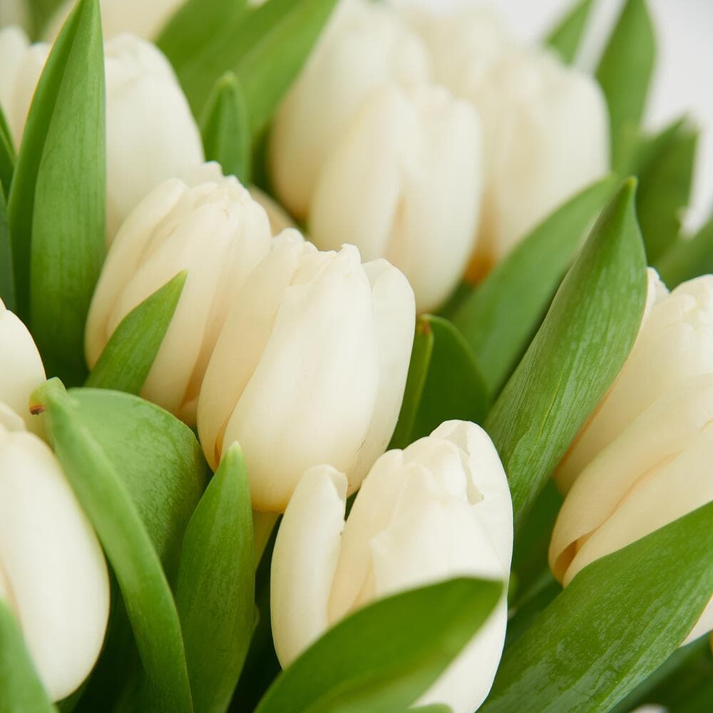 51 белый тюльпан в корзине — фото 5 — купить в Краснодаре — фото 5