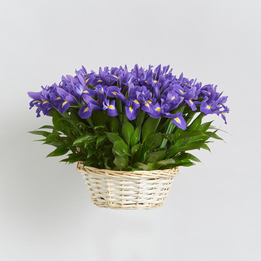 51 ирис в корзине — фото 3 — купить в Волгограде — фото 3