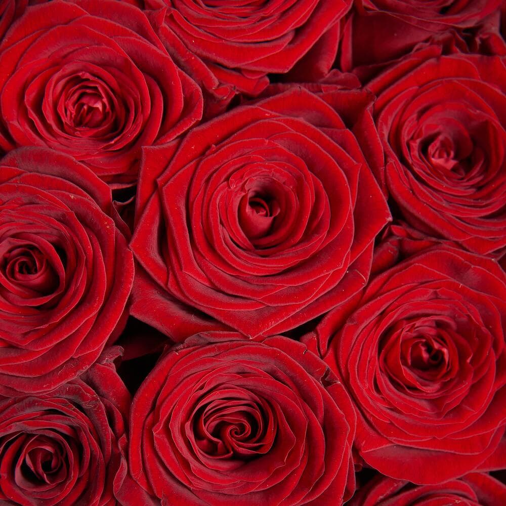 51 красная роза — фото 4 — купить в Волгограде — фото 4