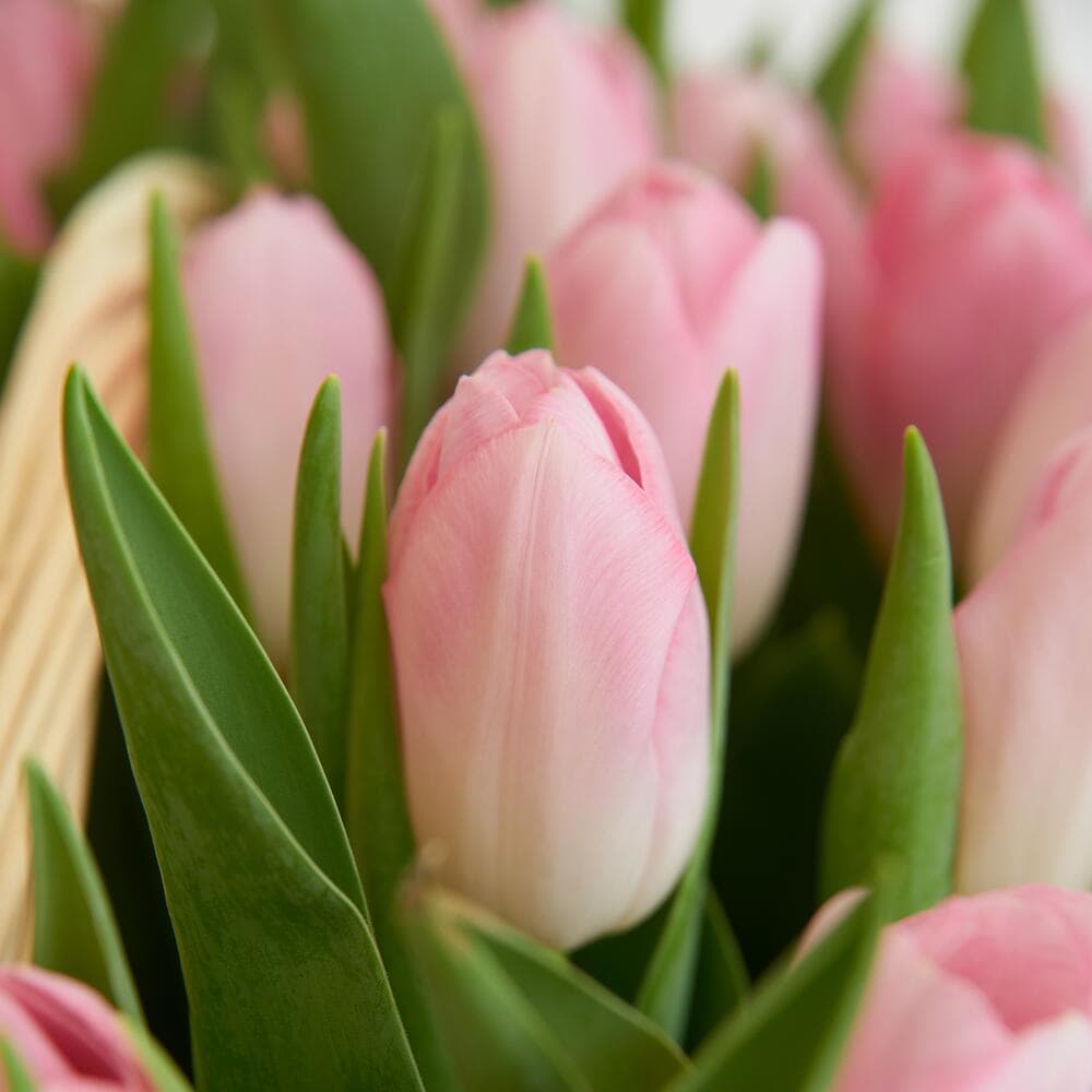 51 тюльпан в корзине — фото 2 — купить в Краснодаре — фото 2