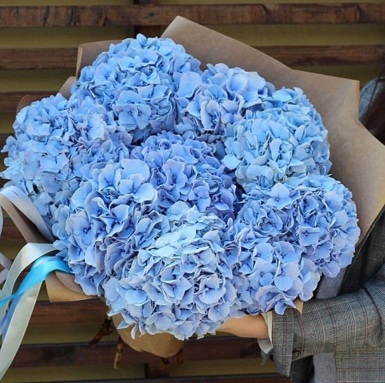 7 голубых гортензий в крафте — купить в Краснодаре