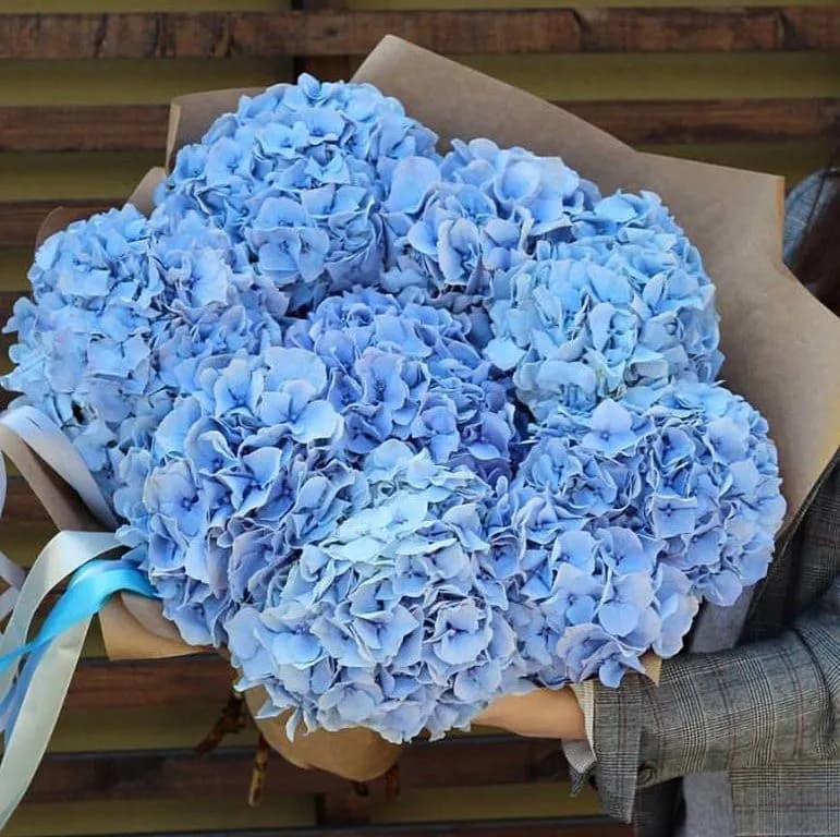 7 голубых гортензий в крафте — купить в Волгограде