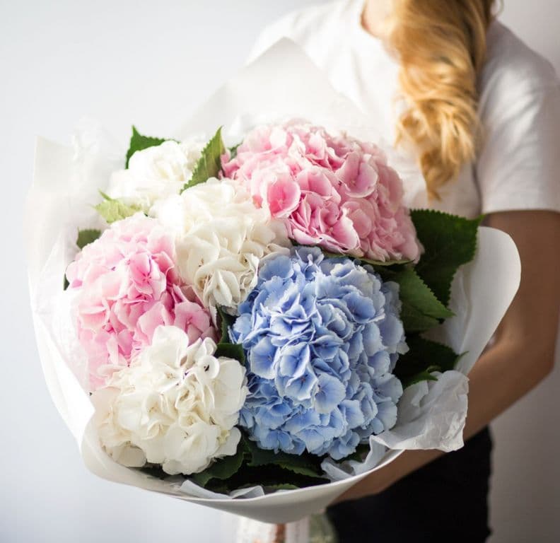 7 гортензий (цвет на выбор) — купить в Волгограде