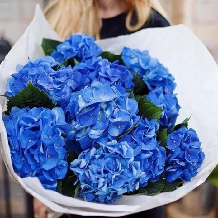 7 синих гортензий — купить в Волгограде