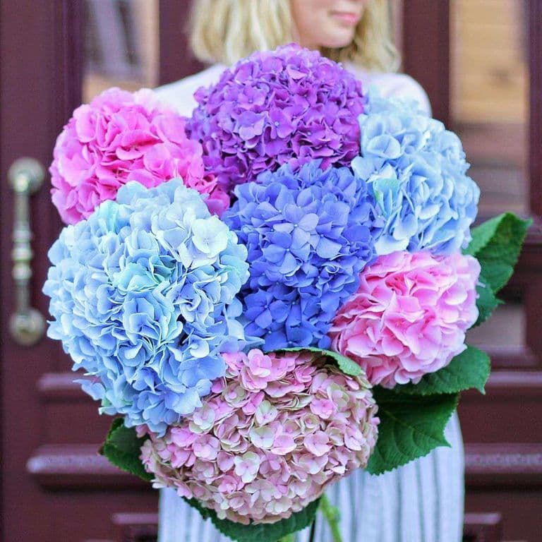 7 ярких гортензий — купить в Краснодаре