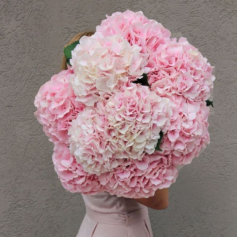 9 гортензий (цвет на выбор) — купить в Волгограде