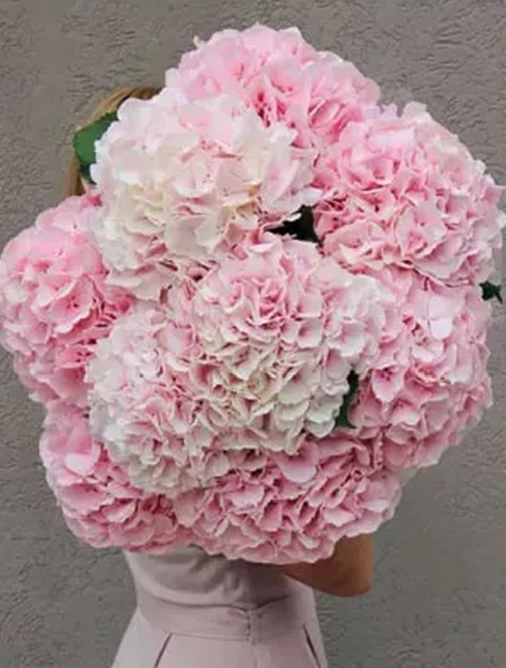 9 розовых гортензий — купить в Сочи