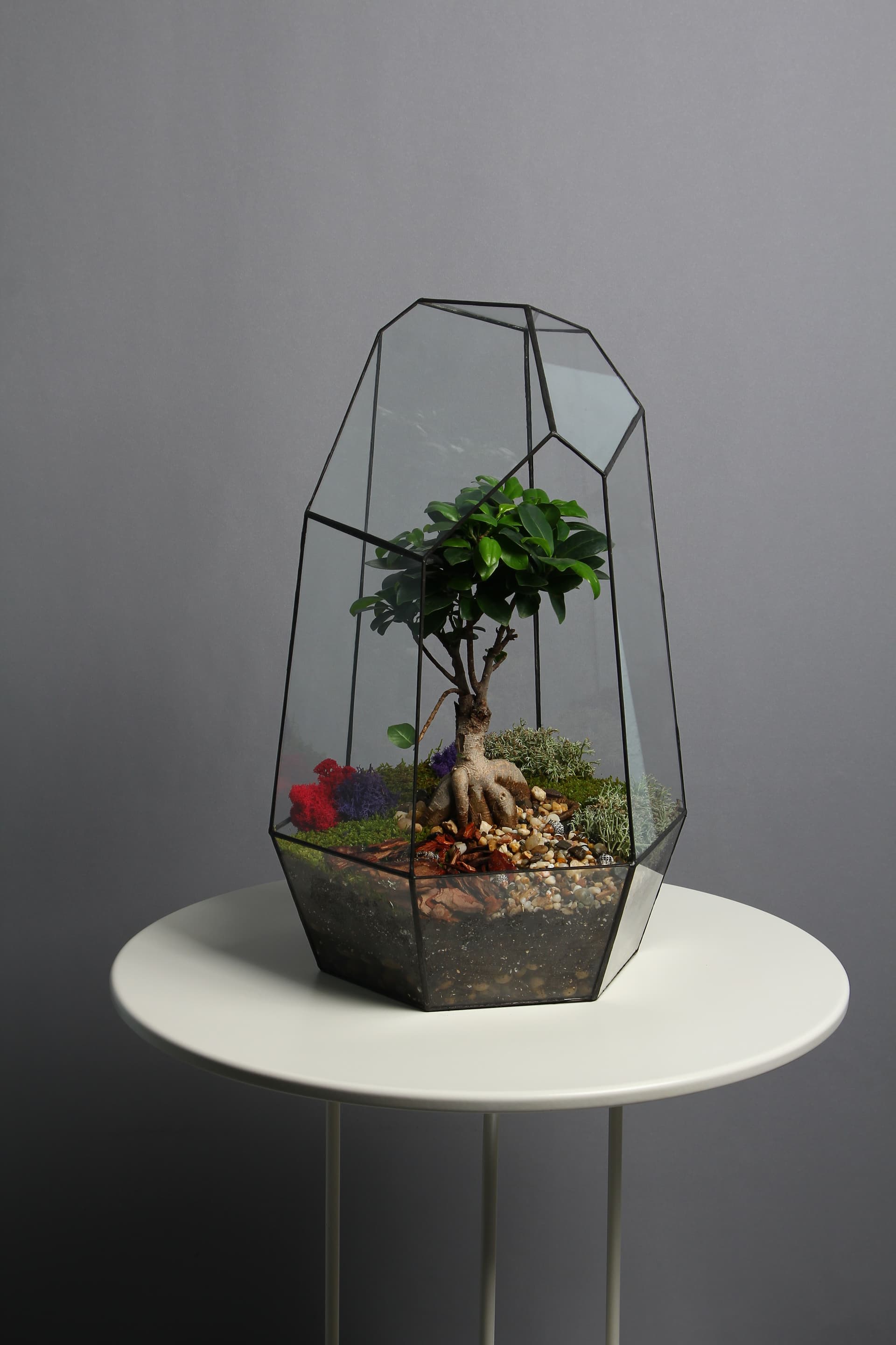 Бонсариум "Айсберг Бонсай" — купить в Краснодаре