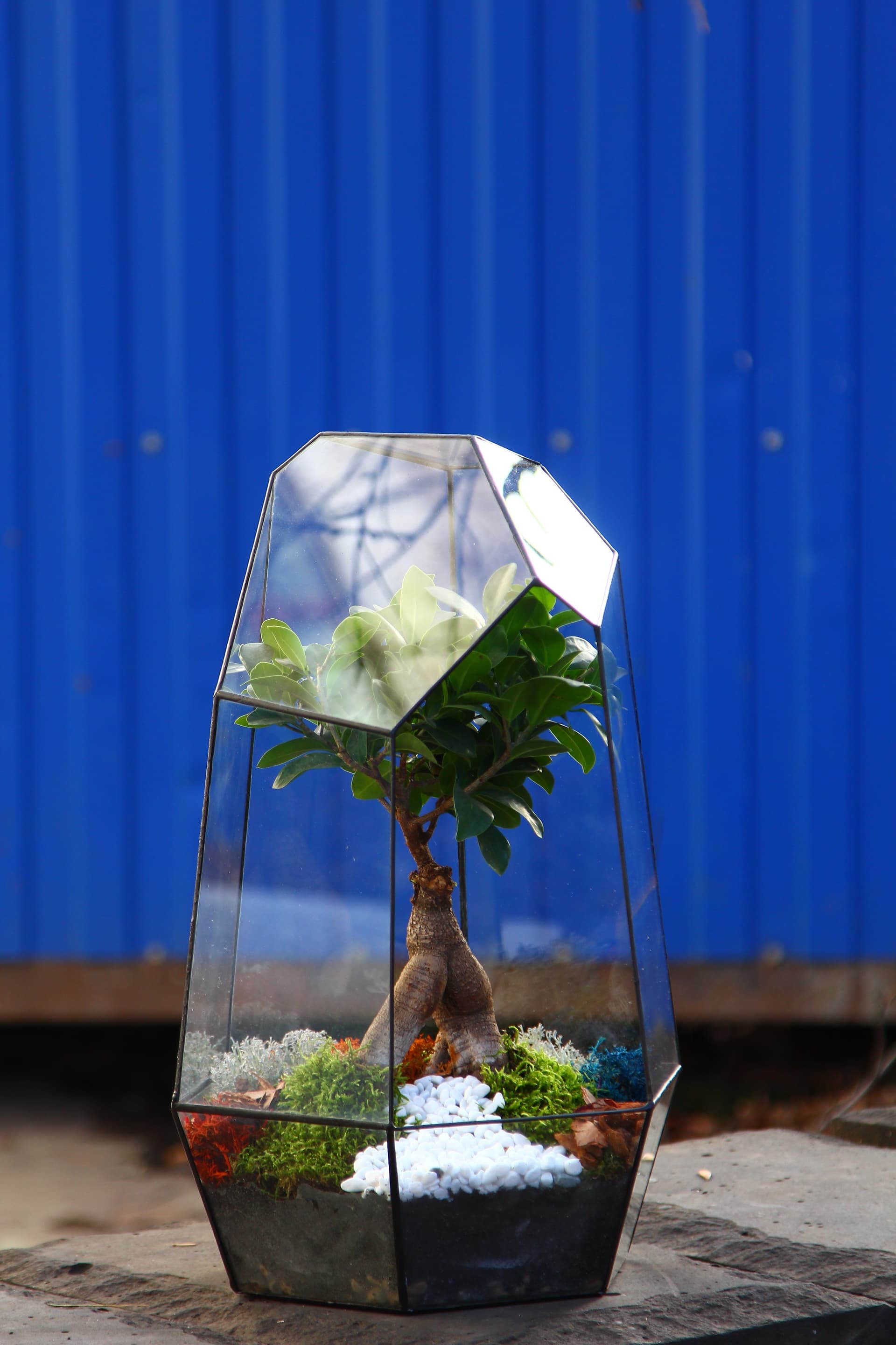 Бонсариум "Айсберг Бонсай" — купить в Краснодаре — фото 2