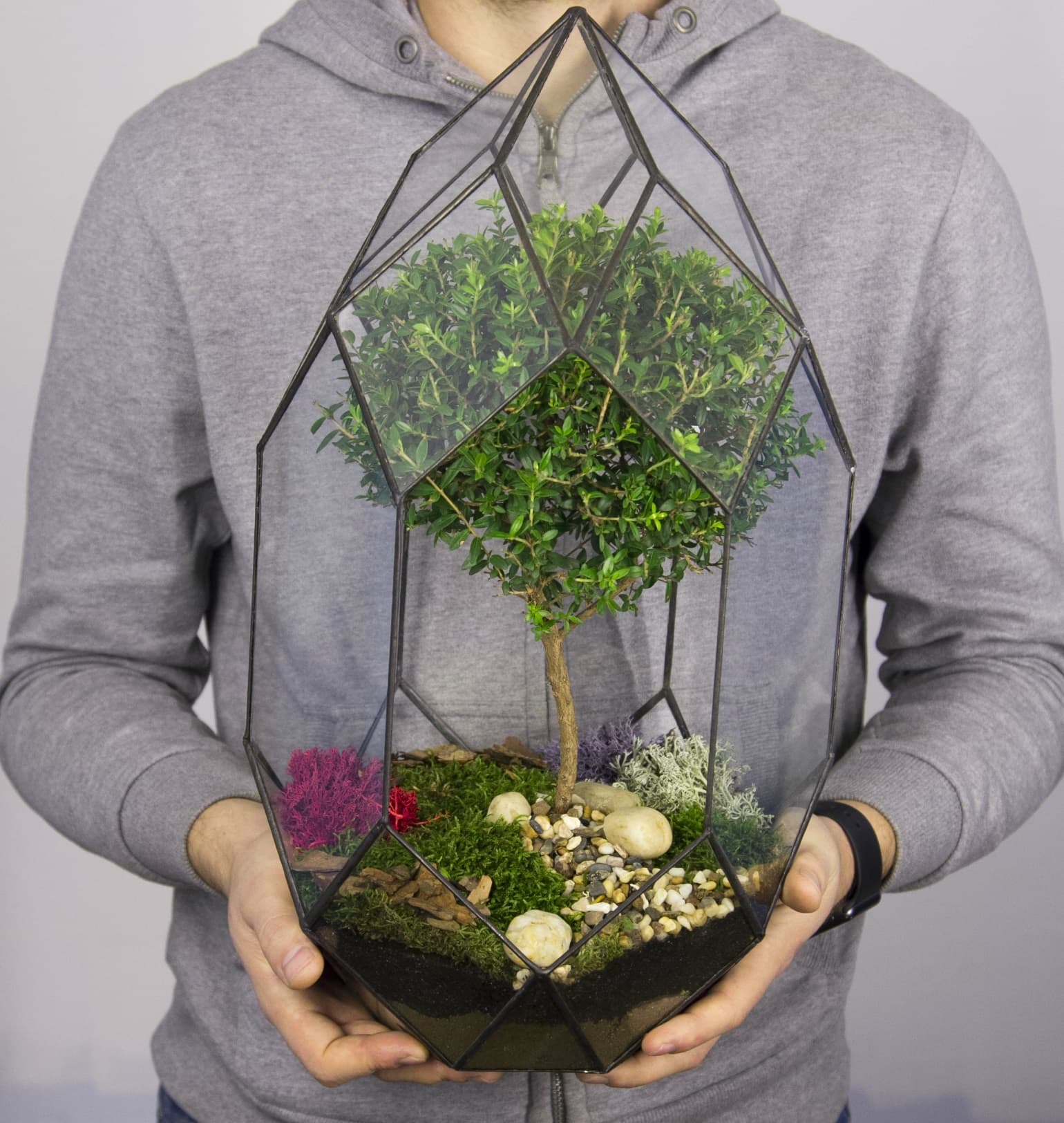 Бонсариум "Фаберже Мирт" — купить в Краснодаре — фото 2