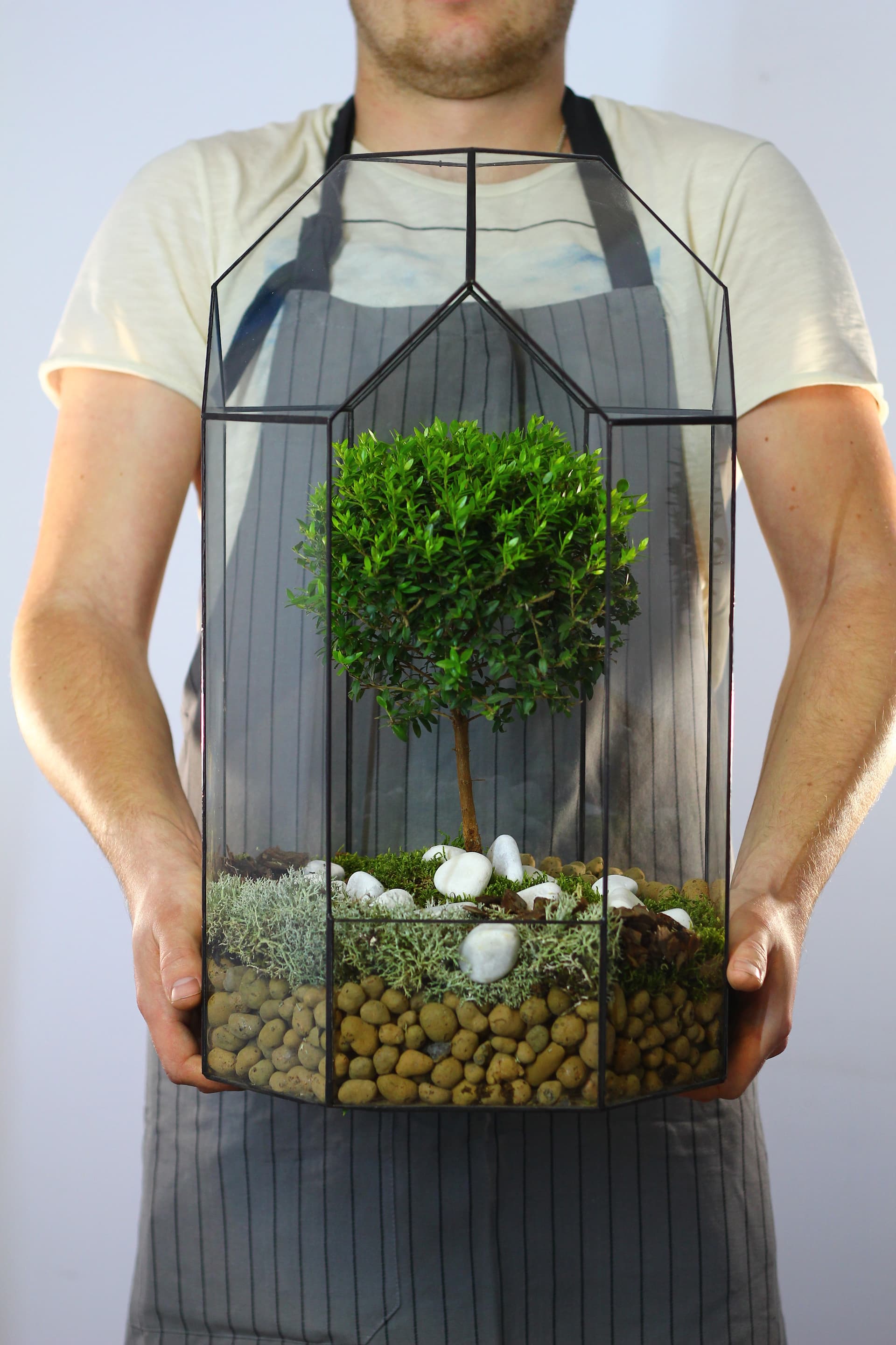 Бонсариум "Маяк Мирт" — купить в Краснодаре