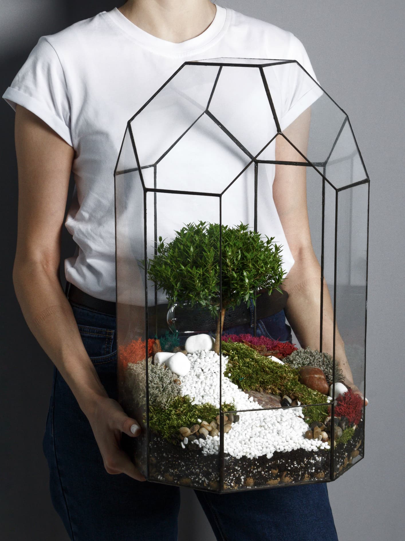 Бонсариум "Маяк Мирт" — купить в Краснодаре — фото 3