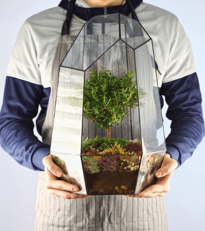 Бонсариум "Мирт Айсберг" — купить в Краснодаре