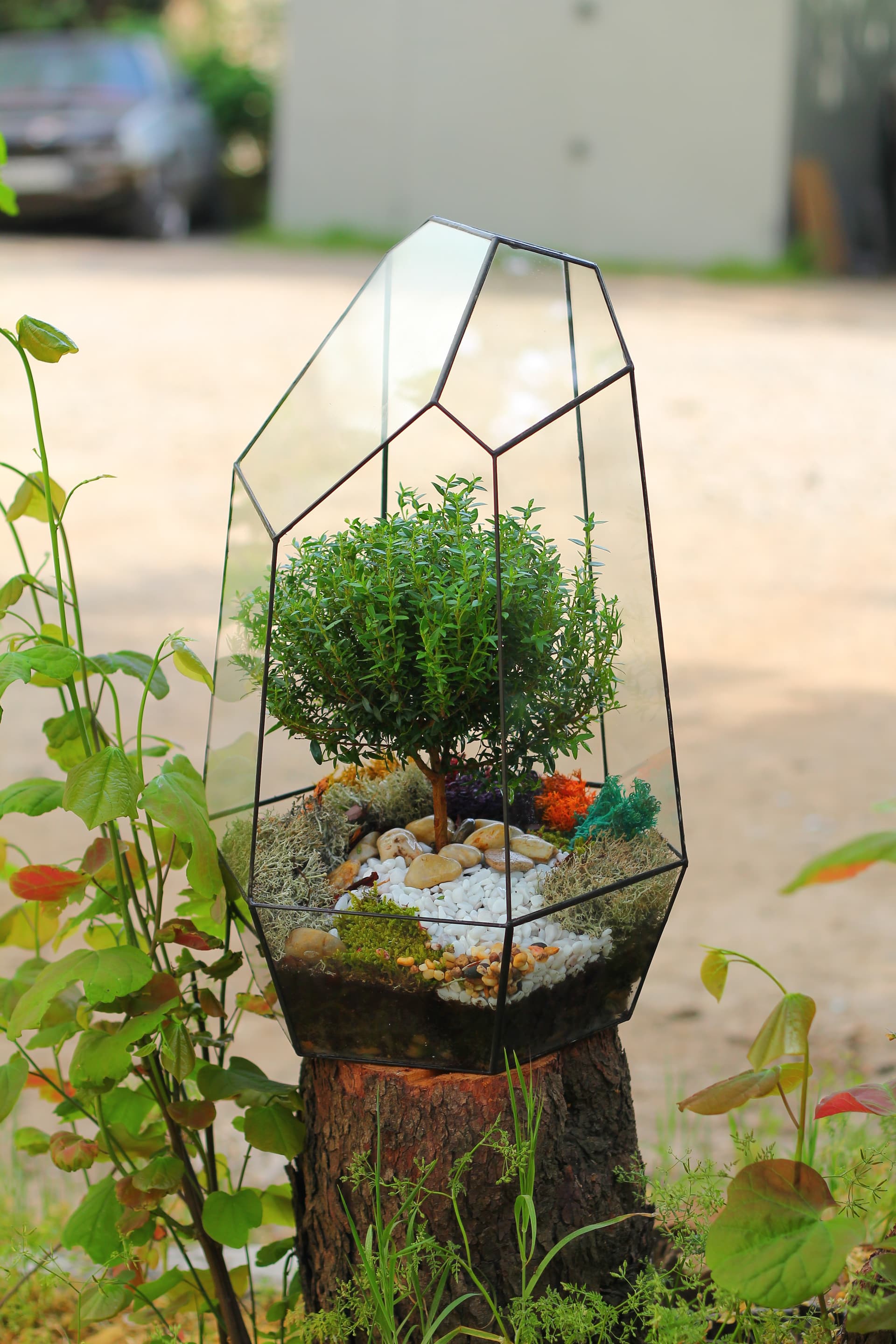 Бонсариум "Мирт Айсберг" — купить в Краснодаре — фото 2