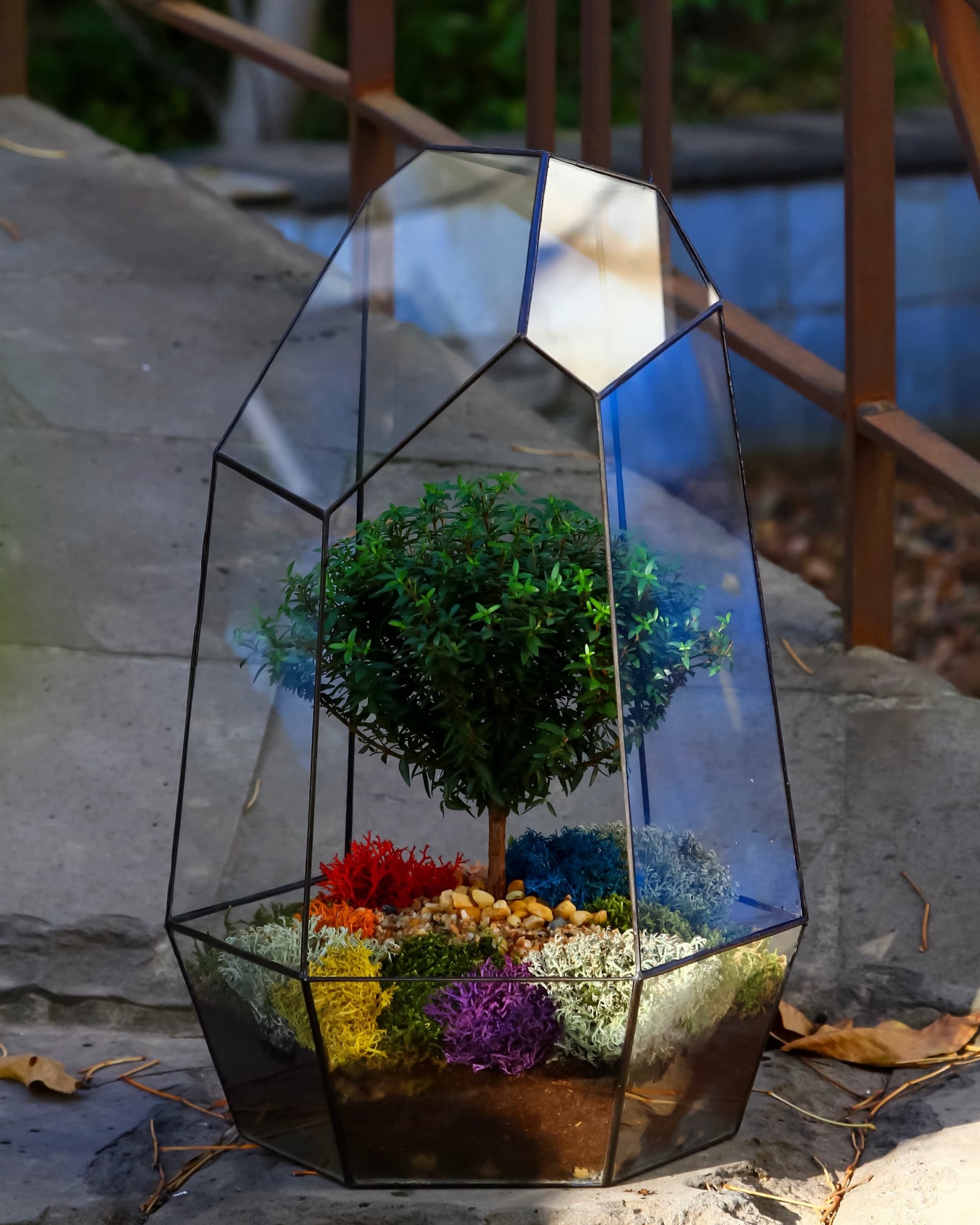 Бонсариум "Мирт Айсберг" — купить в Краснодаре — фото 3