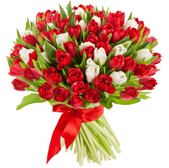 101 тюльпан — купить в Ростове-на-Дону