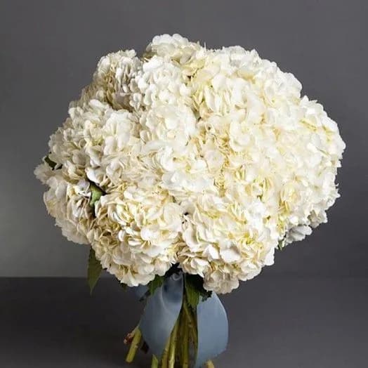 11 белых гортензий — купить в Ростове-на-Дону